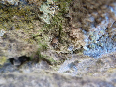 Salticidae