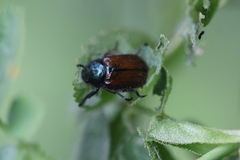 Phyllopertha horticola