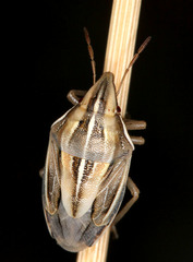 Aelia notata