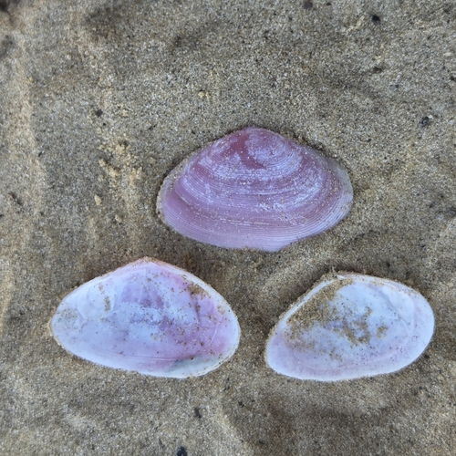 Eurytellina lineata, 2026-08-01