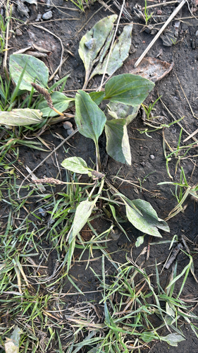 greater plantain