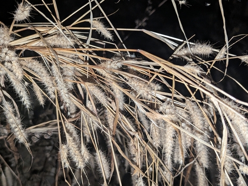 Cenchrus pedicellatus