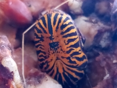 Gymnetis stellata