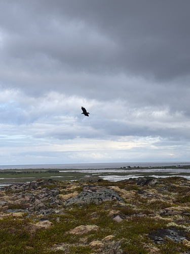 White-tailed Eagle