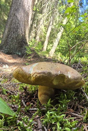 Butyriboletus subappendiculatus