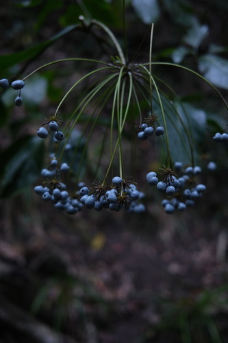 blue umbrella