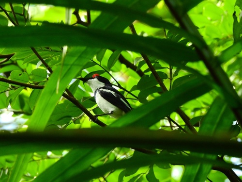 Brown-throated Wattle-eye