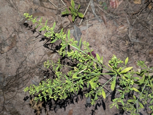 Licorice Weed