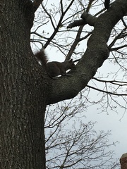 Sciurus carolinensis