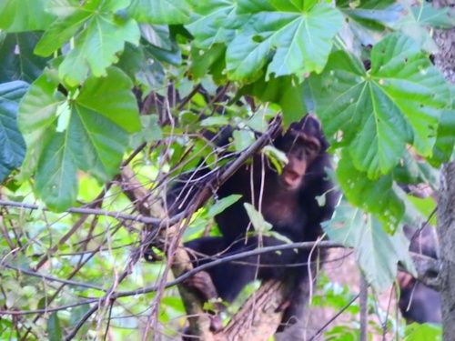 West African Chimpanzee