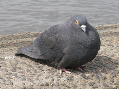 Columba livia domestica