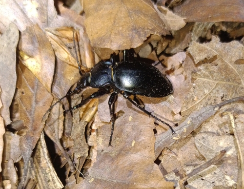 smooth ground beetle