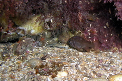 Vincentia conspersa