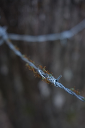 Asian Weaver Ant
