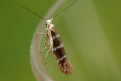 Argyresthia trifasciata