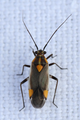 Capsodes flavomarginatus