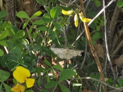 Heliomata glarearia