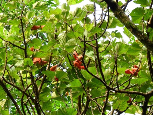 Cola cordifolia