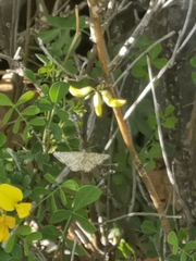 Heliomata glarearia