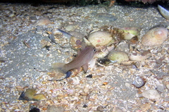 Vincentia conspersa