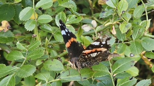 Red Admiral