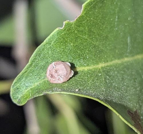 Pink wax scale