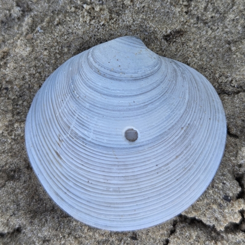 Dosinia elegans observed 2026-08-01