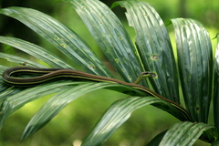 Dendrelaphis caudolineatus