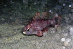 Vincentia conspersa