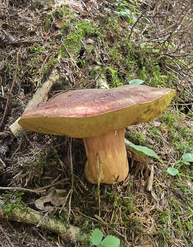 Pine Bolete