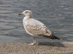 Larus argentatus