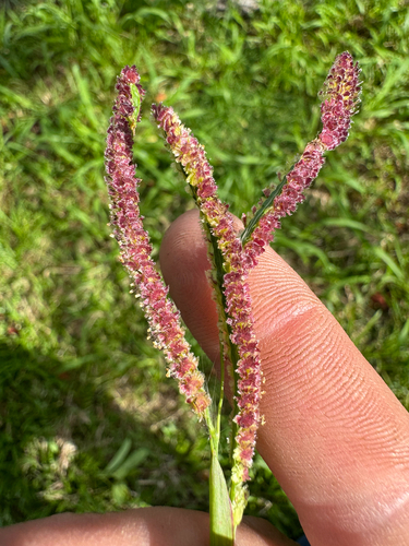 Paspalum fimbriatum observed 2026-08-01