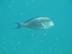 Acanthurus sohal