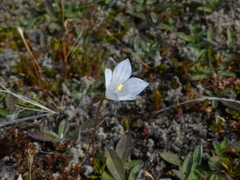 Wahlenbergia pygmaea