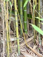 Phyllostachys aurea, photograph (c) Emily Summerbell, some rights reserved (CC BY)
