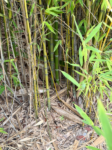 Phyllostachys aurea, photograph 4