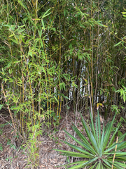 Phyllostachys aurea, photograph (c) Emily Summerbell, some rights reserved (CC BY)