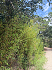 Phyllostachys aurea, photograph (c) Emily Summerbell, some rights reserved (CC BY)
