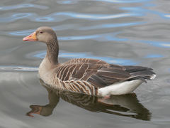 Anser anser