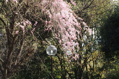 Prunus pendula
