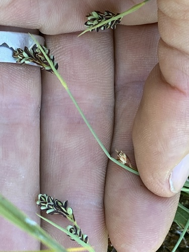 Carex bicolor, photograph 4
