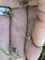 Carex bicolor, photograph (c) Antoine MARNAT, some rights reserved (CC BY)