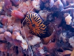Gymnetis stellata
