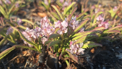 Cryptosepalum maraviense