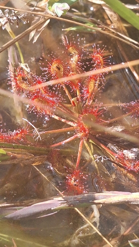 Madagascar Sundew