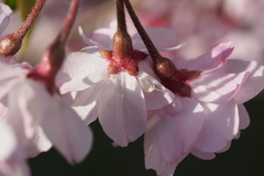 Prunus pendula
