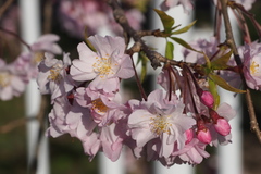 Prunus pendula