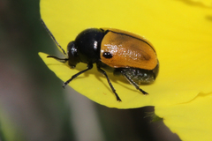 Cryptocephalus rugicollis