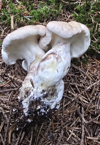 Sheep Polypore