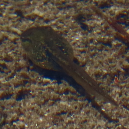 iNaturalist observation photo of Typical Frogs